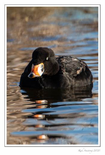 surf scoter 3.jpg
